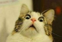 cat.jpeg