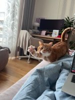 Зігулечка від Лютика).jpg